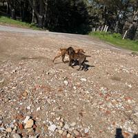 Cuccioli di segugio maremmano