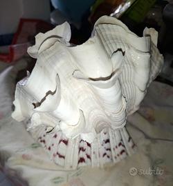 Lampada artigianale naturale conchiglia tridacna