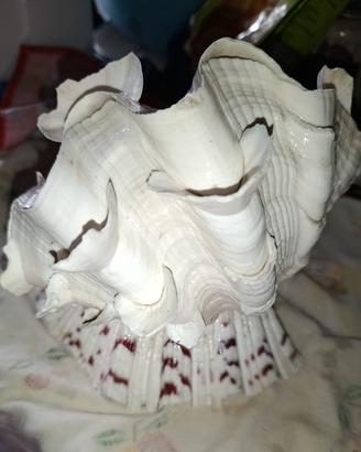 Lampada artigianale naturale conchiglia tridacna