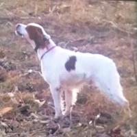 Breton per riproduzione