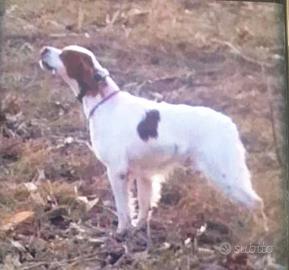 Breton per riproduzione