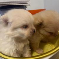 Volpino di Pomerania Pedegree Enci