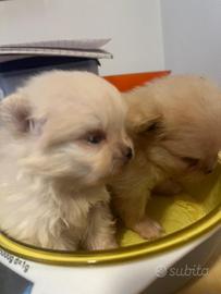 Volpino di Pomerania Pedegree Enci