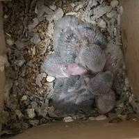 Pulli dí inseparabili