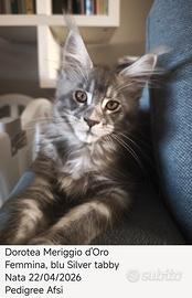 Maine coon blu silver tabby