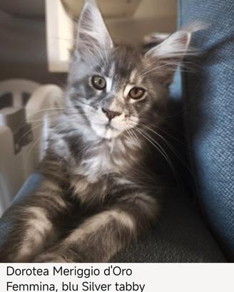 Maine coon blu silver tabby
