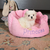 Cuccioli di razza maltese linea del sangue coreana