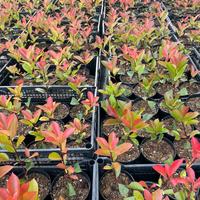 Piante da siepe Photinia Red Robin