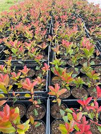 Piante da siepe Photinia Red Robin