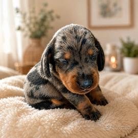 Bassotto nano cuccioli pedigree ENCI