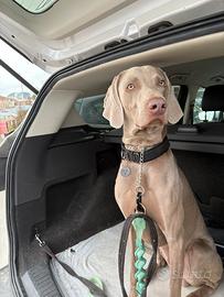 Weimaraner per monta