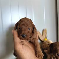 Barboncino Toy Red Pedigree enci