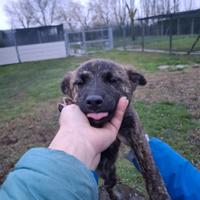 Candy 4 mesi 12 kg da adulta a ferrara