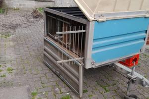 Rimorchio trasporto cani