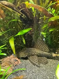 Ancistrus nero e gold