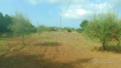 Terreno agricolo