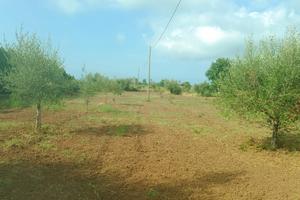 Terreno agricolo