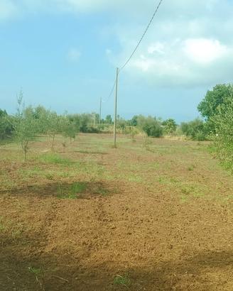 Terreno agricolo