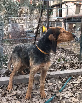 Segugio Italiano pelo forte