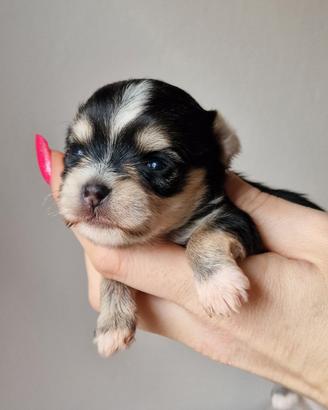 Cucciole Morky