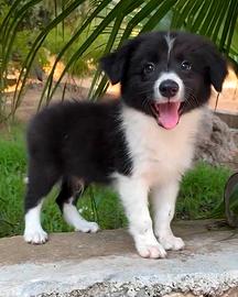 Maschi border collie pedigree