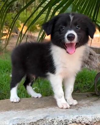 Maschi border collie pedigree