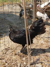Gallo ayam cemani