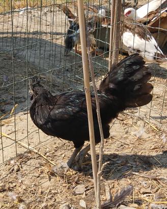 Gallo ayam cemani