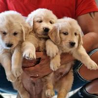 Cuccioli di Golden Retriever - Marina Lab