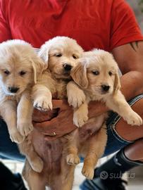 Cuccioli di Golden Retriever - Marina Lab