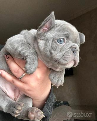 Bulldog francese