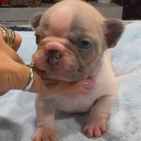 Cuccioli bulldog francese