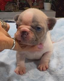 Cuccioli bulldog francese