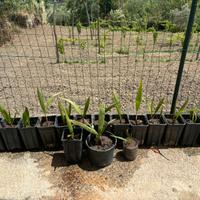 Washingtonia Robusta palma