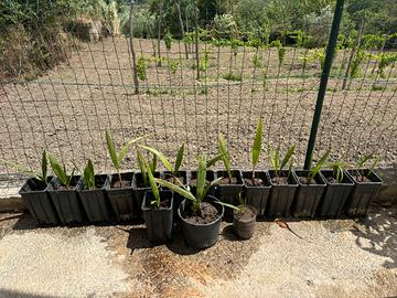 Washingtonia Robusta palma