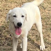 Flucke,cucciolo taglia media in ADOZIONE. LABRADOR