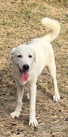 Flucke,cucciolo taglia media in ADOZIONE. LABRADOR