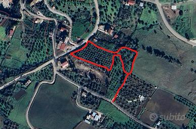 Uliveto in produzione a Villafrati