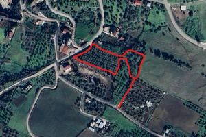 Uliveto in produzione a Villafrati