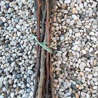 Rametti ecologici legno per roditori o fai-da-te