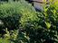 Immagine 13