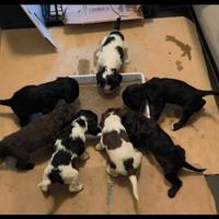 Cocker spaniel con pedigree cuccioli