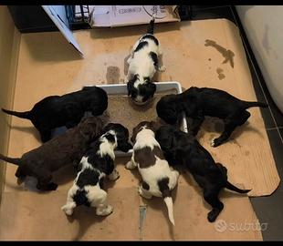 Cocker spaniel con pedigree cuccioli