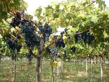 Azienda vitivinicola Terre di Masciulli