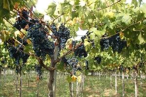 Azienda vitivinicola Terre di Masciulli