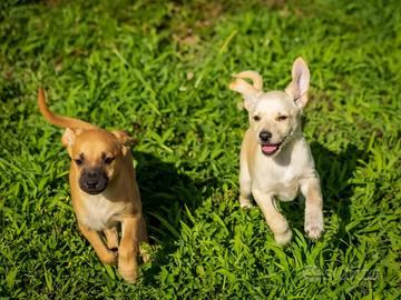 Cuccioli maschi chihuahua pinscher 2 mesi