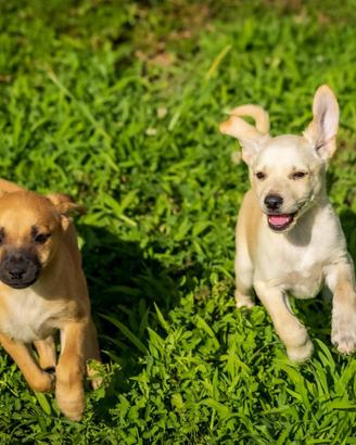 Cuccioli maschi chihuahua pinscher 2 mesi