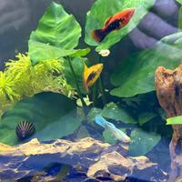 Platy variatis