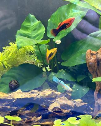 Platy variatis