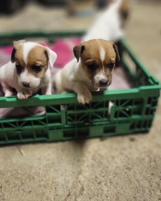 Cucciole Jack Russel